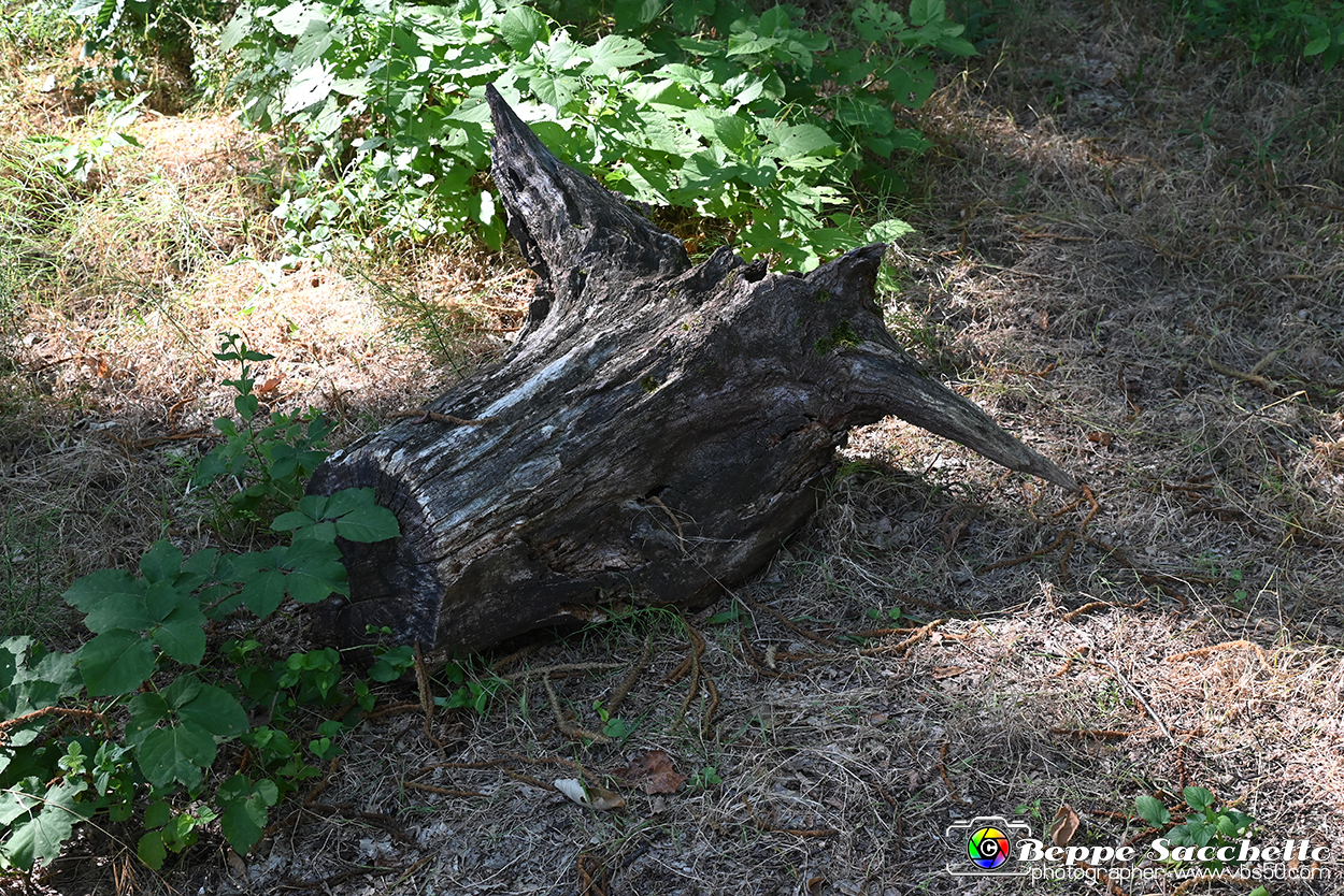 VBS_4752 - Il bosco fatato - Montaldo Roero.jpg